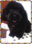 Le Le (Not For Sale/adoption) - Poodle Dog