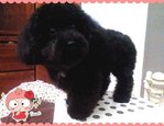 Le Le (Not For Sale/adoption) - Poodle Dog