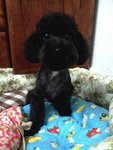 Le Le (Not For Sale/adoption) - Poodle Dog