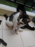 Anje (Urgent Adopter) - Domestic Short Hair Cat