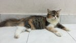 PF45245 - Persian + Maine Coon Cat