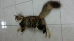 PF45245 - Persian + Maine Coon Cat