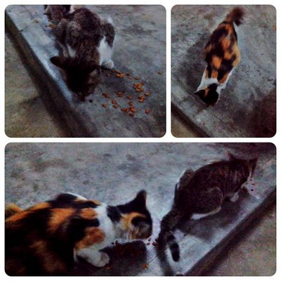 Tompok &amp; Kecik - Domestic Long Hair + Domestic Short Hair Cat