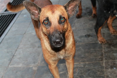 Onion - Belgian Shepherd Malinois + Rottweiler Dog