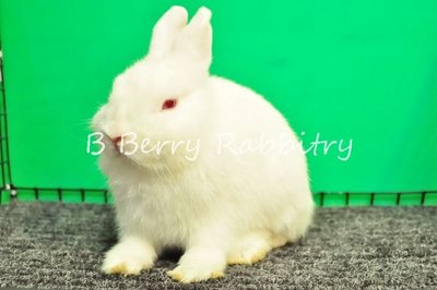 Netherland Dwarf - Rew 18 - Netherland Dwarf Rabbit