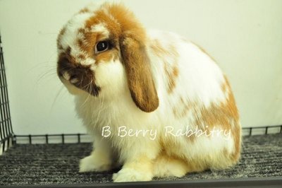 Holland Lop - Broken Tort 18 - Holland Lop Rabbit