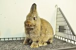 Netherland Dwarf - Chestnut 196 - Netherland Dwarf Rabbit