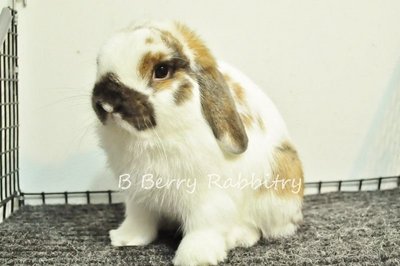 Holland Lop - Broken Tort 19 - Holland Lop Rabbit