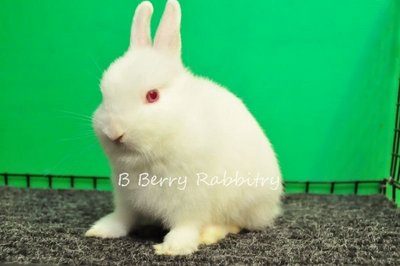 Netherland Dwarf - Rew 19 - Netherland Dwarf Rabbit