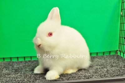 Netherland Dwarf - Rew 20 - Netherland Dwarf Rabbit