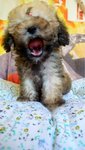 Sable Color Tiny Toy Poodle - Poodle Dog