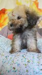 Sable Color Tiny Toy Poodle - Poodle Dog