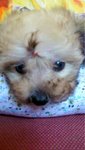 Sable Color Tiny Toy Poodle - Poodle Dog