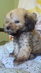 Sable Color Tiny Toy Poodle - Poodle Dog