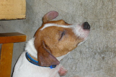 Russ - Jack Russell Terrier Dog