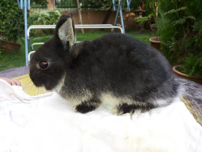 PF45268 - Netherland Dwarf Rabbit