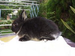 PF45268 - Netherland Dwarf Rabbit