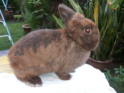 PF45269 - Netherland Dwarf Rabbit