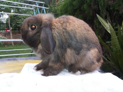 PF45270 - Holland Lop Rabbit