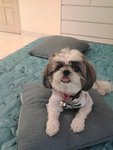 PF45271 - Shih Tzu Dog