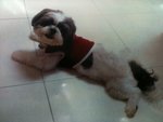 PF45271 - Shih Tzu Dog