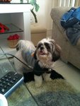 PF45271 - Shih Tzu Dog