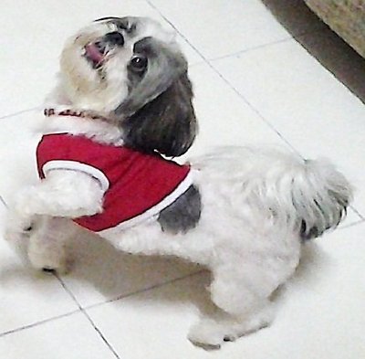 PF45271 - Shih Tzu Dog