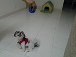 PF45271 - Shih Tzu Dog