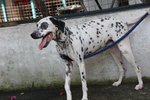 D148(050213) - Dalmatian Mix Dog