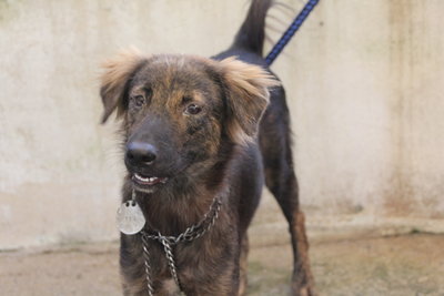 D164(110912) - Mixed Breed Dog