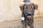 D164(110912) - Mixed Breed Dog