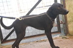 D117(120212) - Mixed Breed Dog