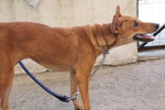 D412(020811) - Mixed Breed Dog