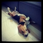 Max - Beagle Dog