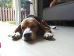 Max - Beagle Dog