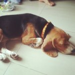 Max - Beagle Dog