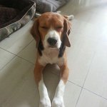 Max - Beagle Dog