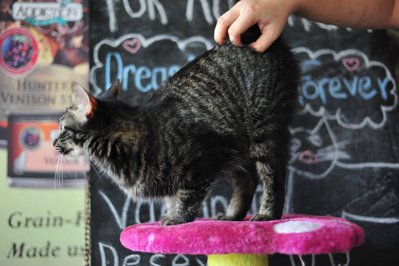 Squirrelx - Domestic Medium Hair Cat