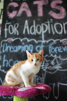 Tom Sullivan - Domestic Short Hair Cat
