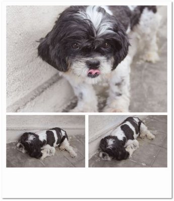 Cookie - Shih Tzu Dog