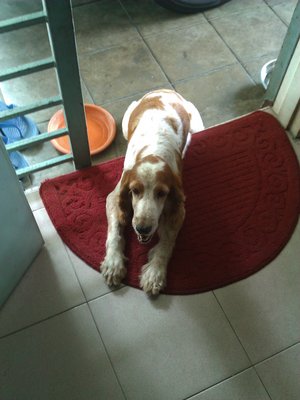 Princyss - Welsh Springer Spaniel + Beagle Dog