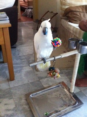 Medium Sulphur Cockatoo - Cockatoo Bird