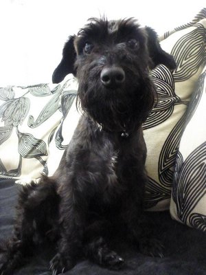 Uni - Schnauzer Dog