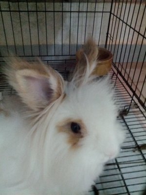 Amulu - Angora Rabbit Rabbit