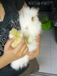 Amulu - Angora Rabbit Rabbit