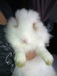 Amulu - Angora Rabbit Rabbit