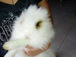 Amulu - Angora Rabbit Rabbit