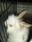 Amulu - Angora Rabbit Rabbit