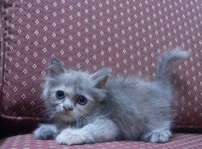 Semi Flat Mild Dilute Calico Female - Persian + Maine Coon Cat