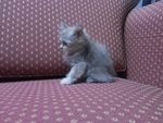 Semi Flat Mild Dilute Calico Female - Persian + Maine Coon Cat